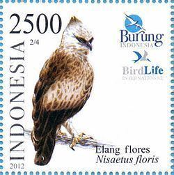 Flores hawk-eagle Flores hawkeagle Wikipedia