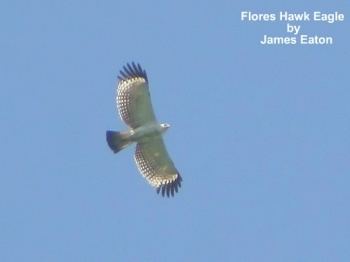 Flores hawk-eagle Flores HawkEagle BirdForum Opus