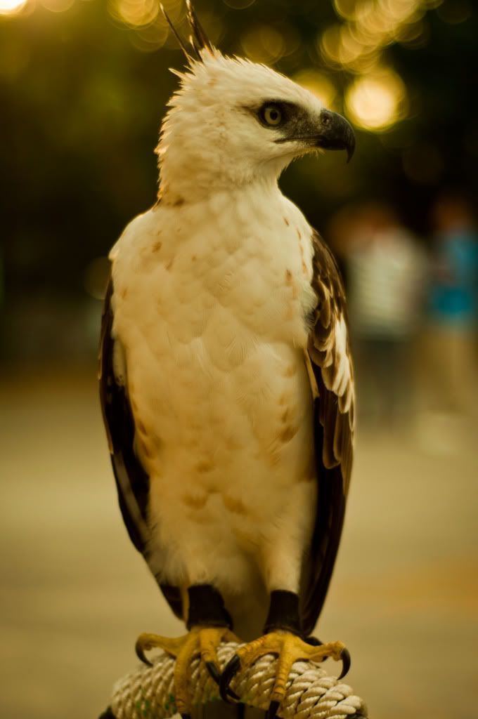 Flores hawk-eagle 1000 images about quotEAGLES FALCONS HAWKS amp OSPREYS on