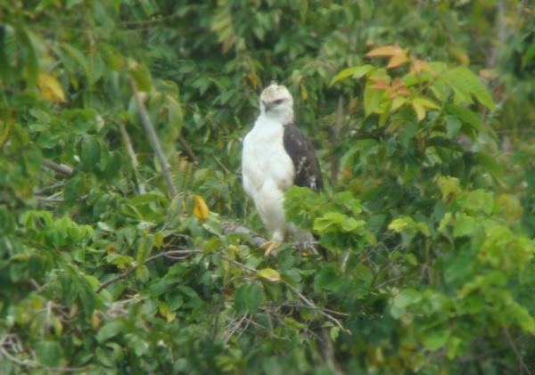 Flores hawk-eagle Flores Hawkeagle Nisaetus floris videos photos and sound