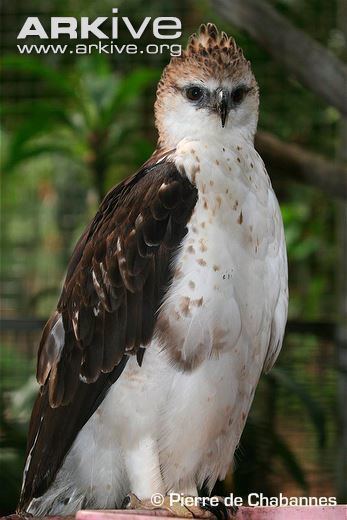 Flores hawk-eagle Flores hawkeagle photo Spizaetus floris G57120 ARKive