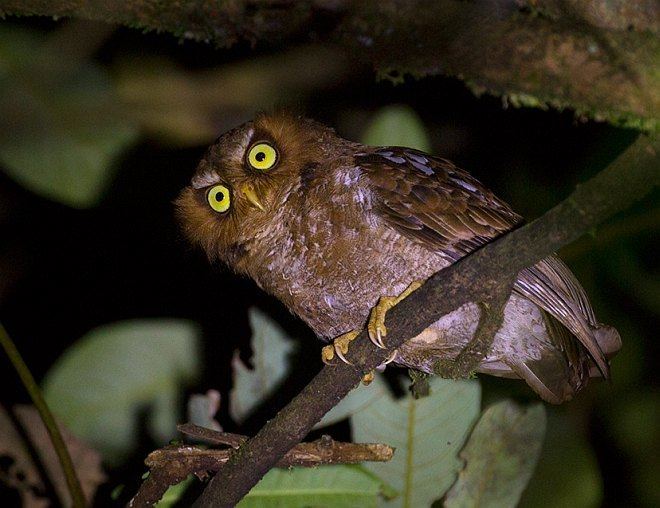 Flores scops owl Oriental Bird Club Image Database Flores Scops Owl Otus alfredi
