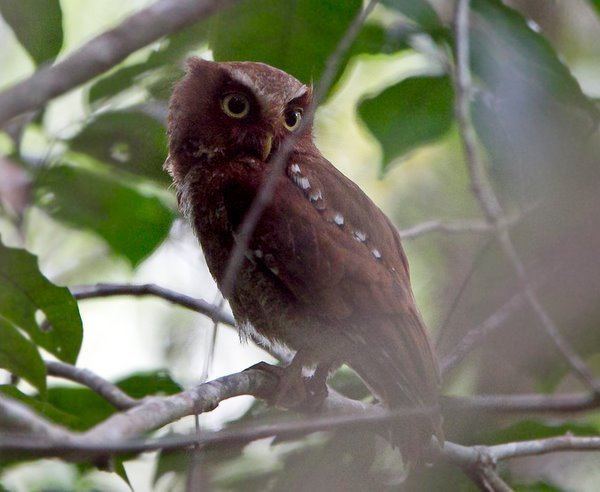 Flores scops owl Flores ScopsOwl photographed in Indonesia