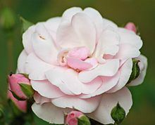 Floribunda (rose) httpsuploadwikimediaorgwikipediacommonsthu