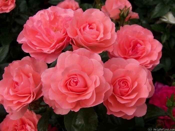 Floribunda (rose) 1000 images about floribunda roses on Pinterest Gardens Sun and