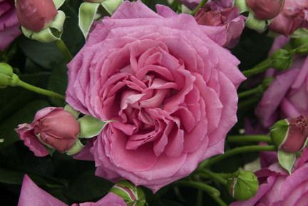 Floribunda (rose) Rose pruning floribunda and hybrid tea rosesRHS Gardening