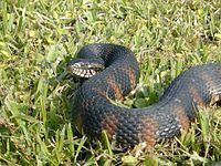 Florida banded water snake httpsuploadwikimediaorgwikipediacommonsthu