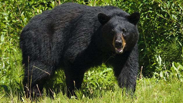 Florida black bear In Florida Black Bears Get A Recount Too WFSU