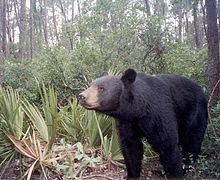 Florida black bear httpsuploadwikimediaorgwikipediacommonsthu