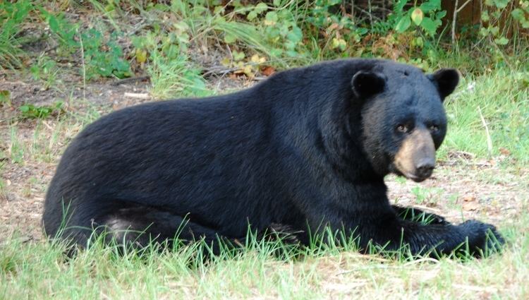 Florida black bear Florida Black Bear Everglades National Park