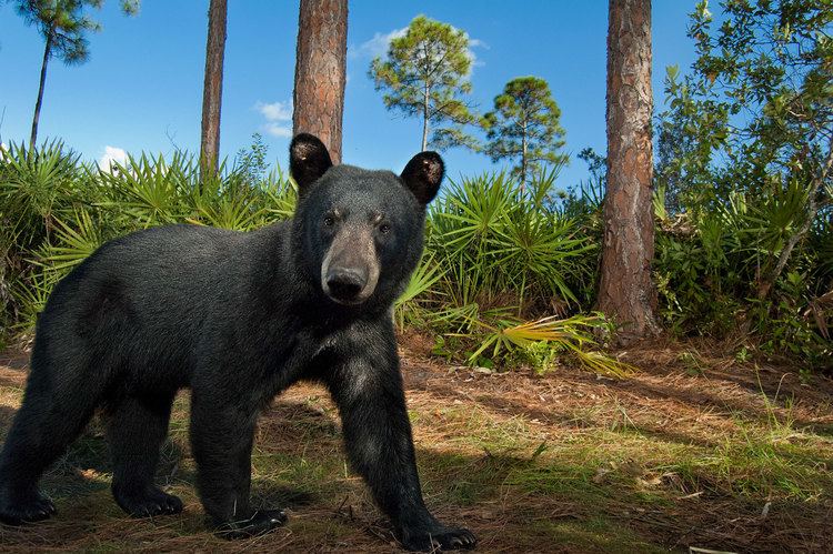 Florida black bear Is Florida39s Bear Hunt Necessary