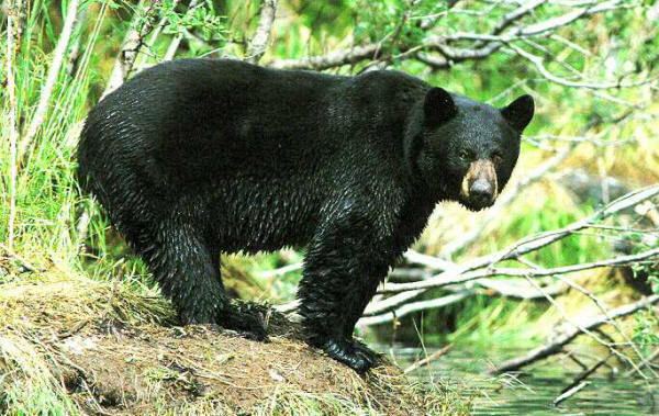 Florida black bear Florida Wildlife Officials To Reopen Black Bear Hunting Season