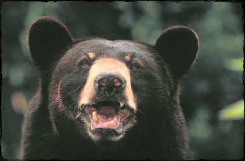 Florida black bear Black Bear