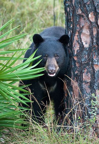 Florida black bear Florida Black Bear Curriculum Guide Black Bear Info
