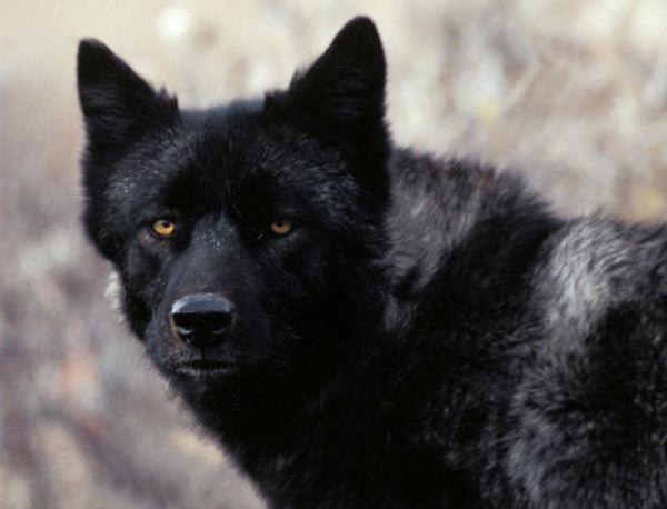 Florida black wolf extinction of wolves in florida Jacqui ThurlowLippisch