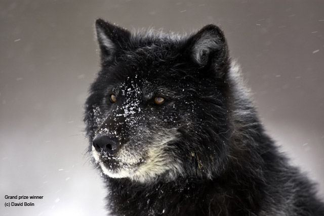 Florida black wolf Wolf Weekly Wrap Up Defenders of Wildlife Blog
