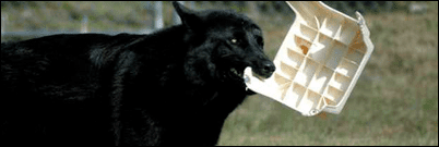 Florida black wolf Abe39s Animals Florida black wolf pictures