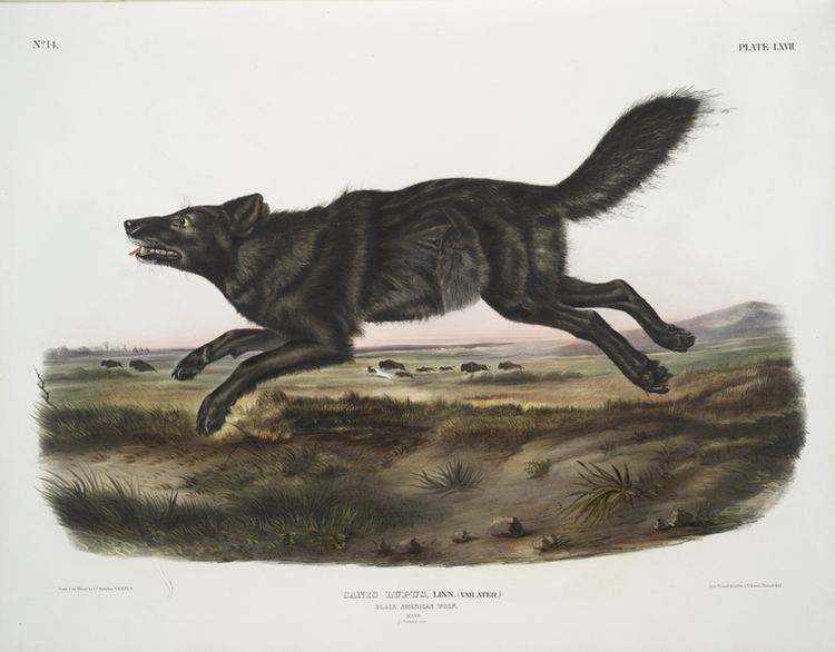 Florida black wolf httpsuploadwikimediaorgwikipediacommons00