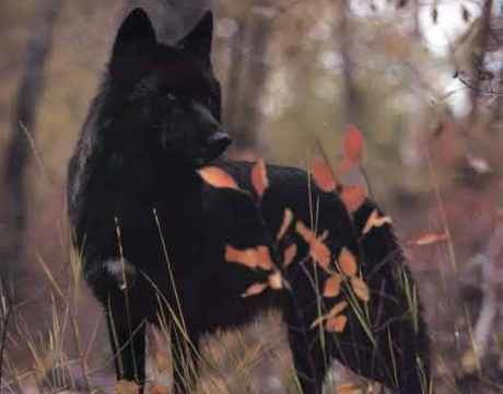 Florida black wolf Abe39s Animals BREAKING NEWS The extinct Florida black wolf lives