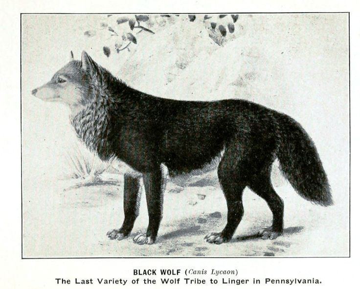 Florida black wolf Florida black wolf went extinct 1908 because people took over there