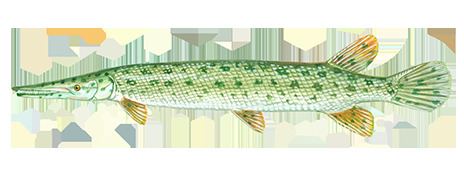 Florida gar Fishing and Boating Resources How to start fishing today Take Me