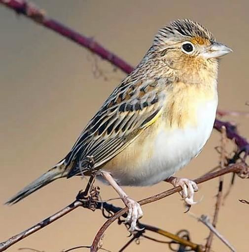 Florida grasshopper sparrow Ecologists riled by federal refusal to fund a rescue of the highly