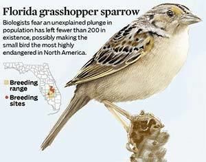 Florida grasshopper sparrow The Florida Grasshopper Sparrow