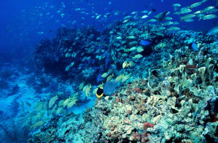 Florida Keys National Marine Sanctuary httpswwwfosswebcomdelegatessifossucmCont