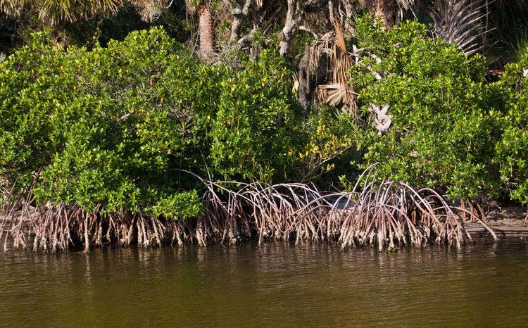 Florida mangroves Central Florida Mangroves Marine Discovery Center