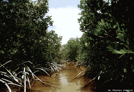 Florida mangroves abflacom1tocfnatfmanggif