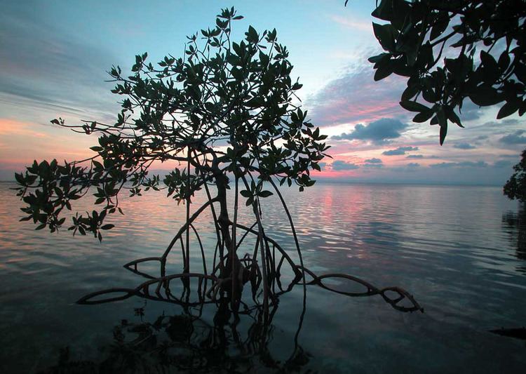 Florida mangroves Mangroves creep north in response to warmer temperatures