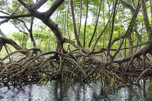 Florida mangroves Fueled by Climate Change Florida39s Mangroves Creep North