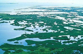 Florida mangroves Florida mangroves Wikipedia