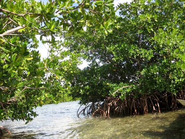 Florida mangroves On the ground Florida39s extraordinary mangroves Scienceline