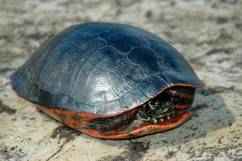 Florida red-bellied cooter Florida Redbellied Cooter observed by jansonjones on October 20