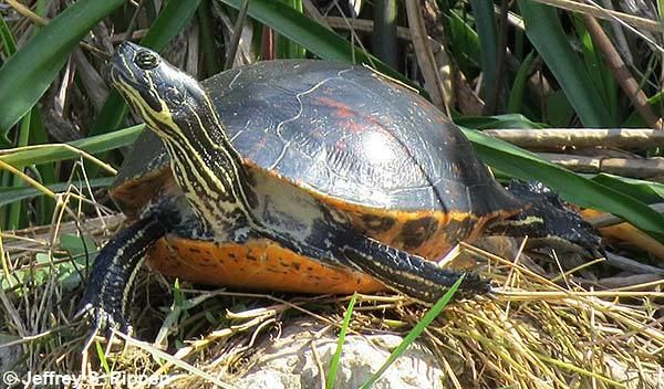 Florida red-bellied cooter Florida Redbellied Cooter Pseudemys nelsoni