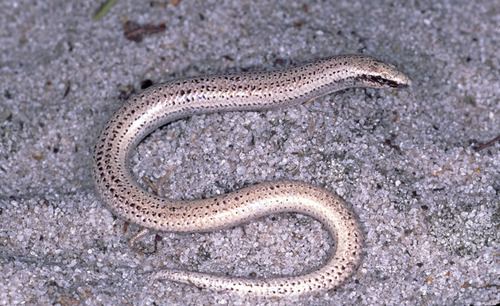 Florida sand skink Florida Sand Skink Facts and Pictures Reptile Fact