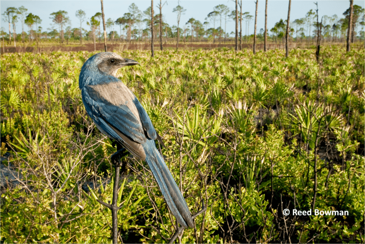Florida scrub Florida ScrubJay Conservation Partnering to conserve Florida