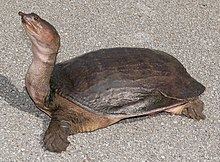 Florida softshell turtle httpsuploadwikimediaorgwikipediacommonsthu