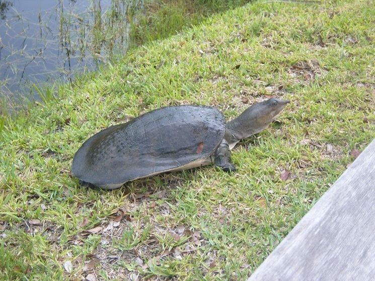 Florida softshell turtle Florida Softshell Turtle Facts Habitat Diet Life Cycle Baby