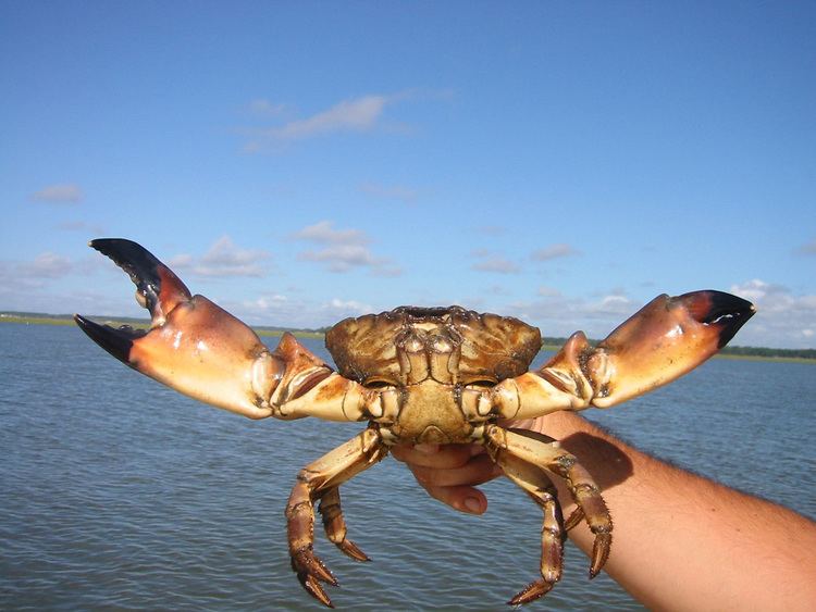 Florida stone crab Florida stone crab at peak prices as slow local season ends