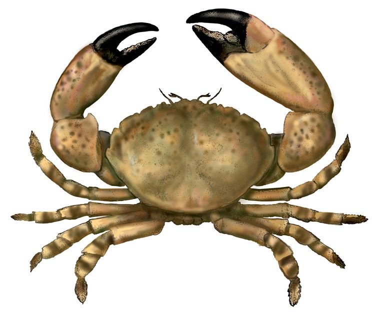 Florida stone crab wwwfreshfromfloridacomcontentdownload1735127