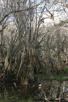 Florida swamps httpsuploadwikimediaorgwikipediacommonsthu