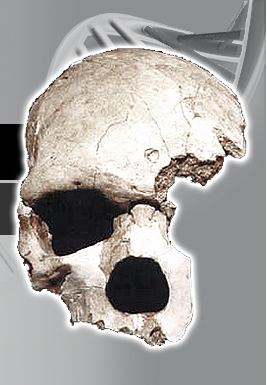 Florisbad Skull Homo helmei