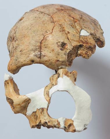 Florisbad Skull Cast Florisbad skull Homo helmeii South Africa YPM ANT 268041