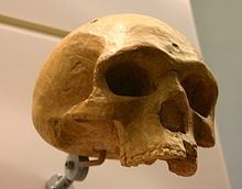 Florisbad Skull Florisbad Skull Wikipedia