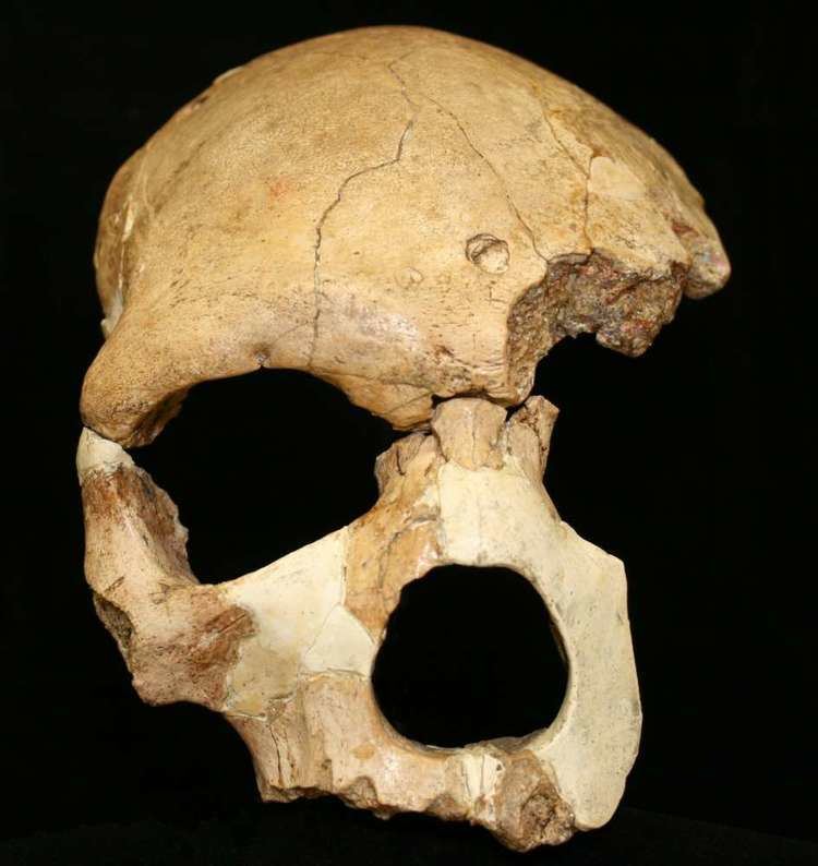 Florisbad Skull httpshumanprehistoryfileswordpresscom20121