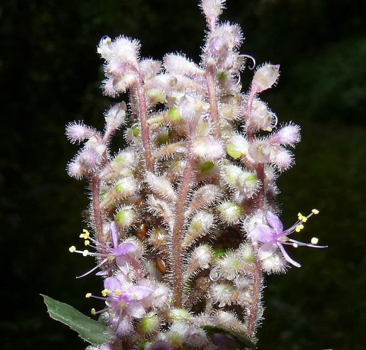 Floscopa Floscopa scandens Commelinaceae image 54976 at PhytoImagessiuedu