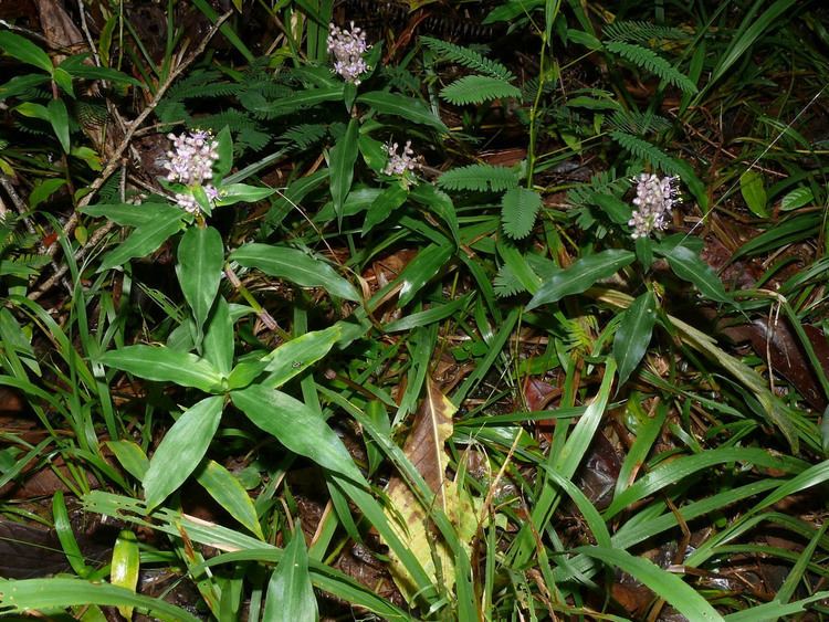 Floscopa Floscopa scandens Commelinaceae image 54978 at PhytoImagessiuedu