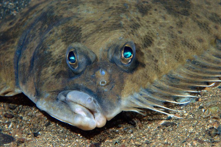 Flounder Flounders39 Eyes Face Skyward How Do They See the Ocean Floor